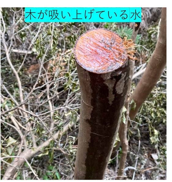 伐採した木の切り口に水が見られる様子