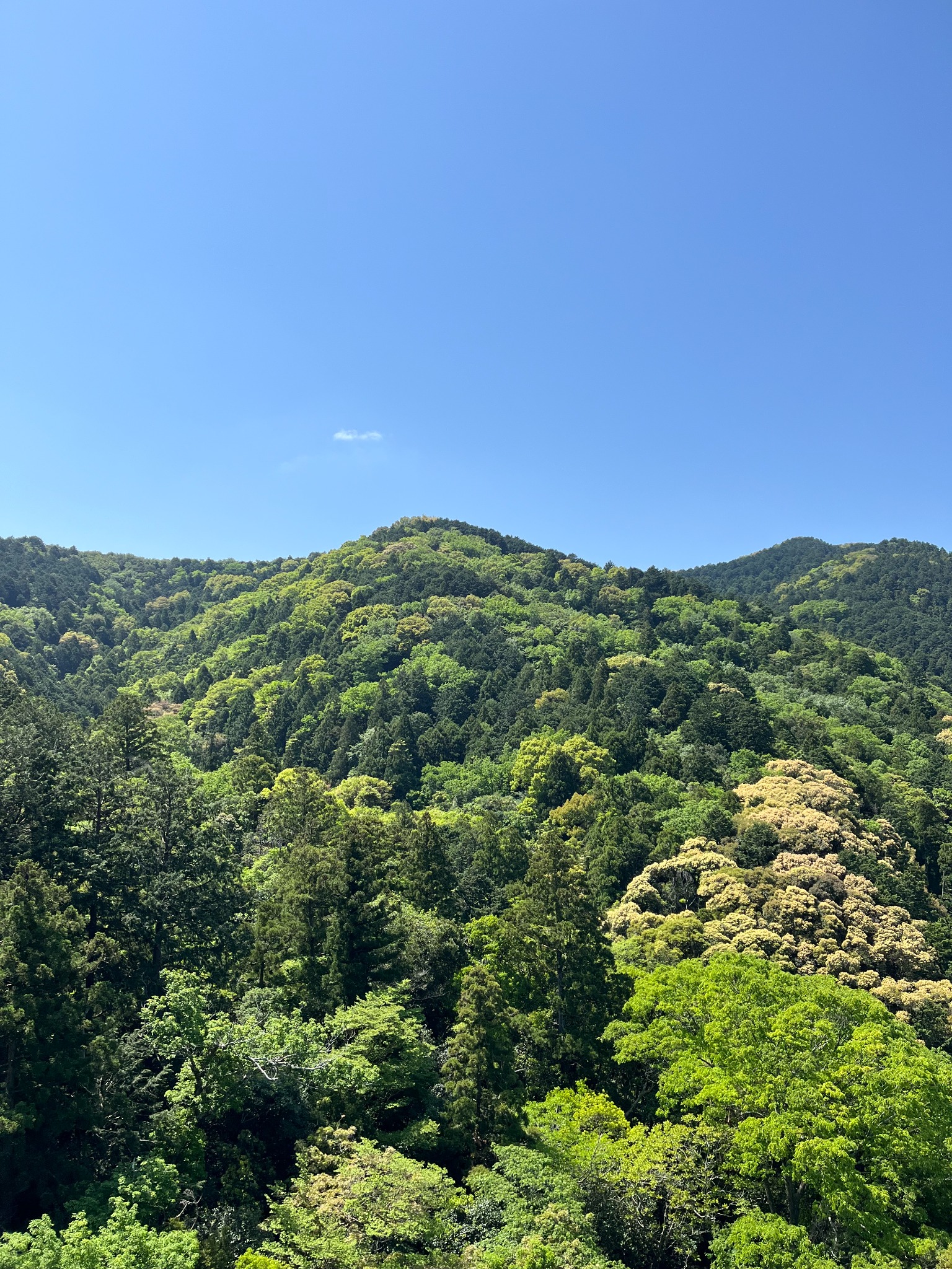 晴れた日の山林と青空